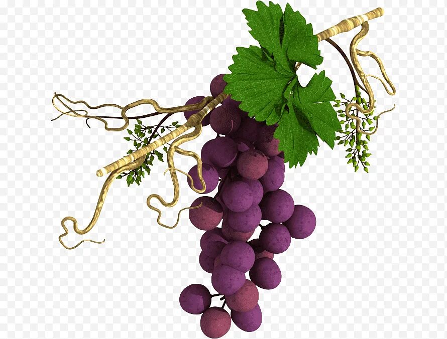 Ветка винограда. Виноградная лоза. Лоза винограда. Виноградная ветвь.
