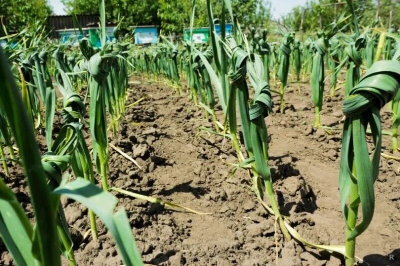 Зачем завязывают чеснок в узел на грядке. Перья чеснока. Листья чеснока в узлы. Зачем завязывают чеснок узлом на грядке и когда. Листья чеснока.