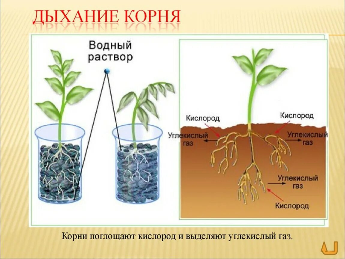 Как доказать что корни дышат кратко. Корни растений дышат. Дыхание в корнях растений. Корневое дыхание растений. Вегетативные органы корень.