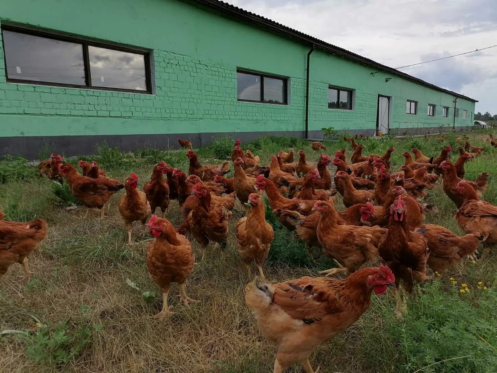 подсобное хозяйство птицы. подсобное хозяйство птицы. птицеводческий комплекс. курятник в деревне. подсобное хозяйство птицы.