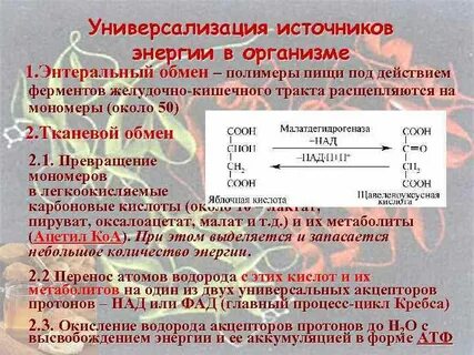 Универсализация