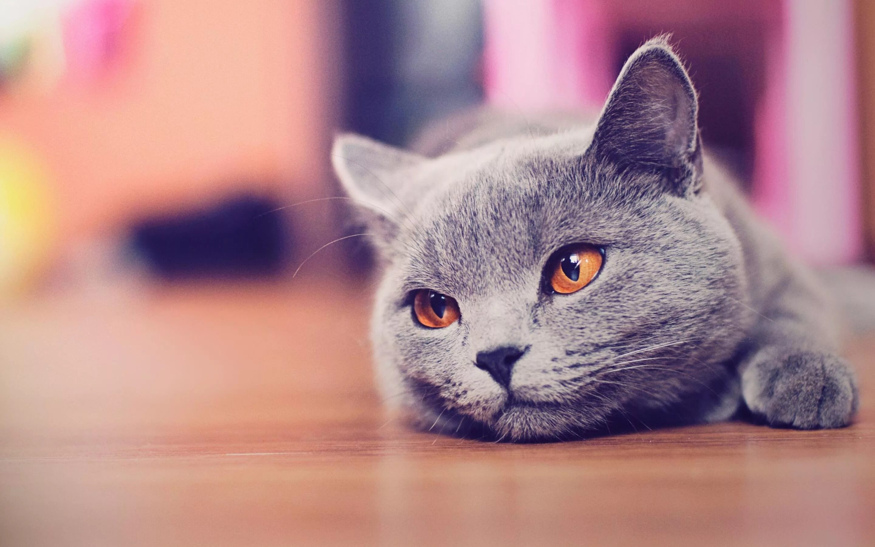 Кот на заставку. Красивые котики. обои кошки. красивый кот. обои на рабочий стол кошки.