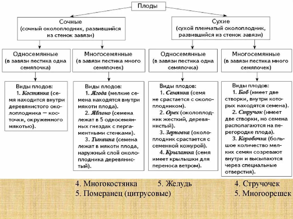 Плоды сочные и сухие таблица. Сухие и сочные плоды биология 6 класс. Многосемянные плоды сухие таблица по биологии 6 класс. Классификация плодов сухие и сочные. Основные группы плодов