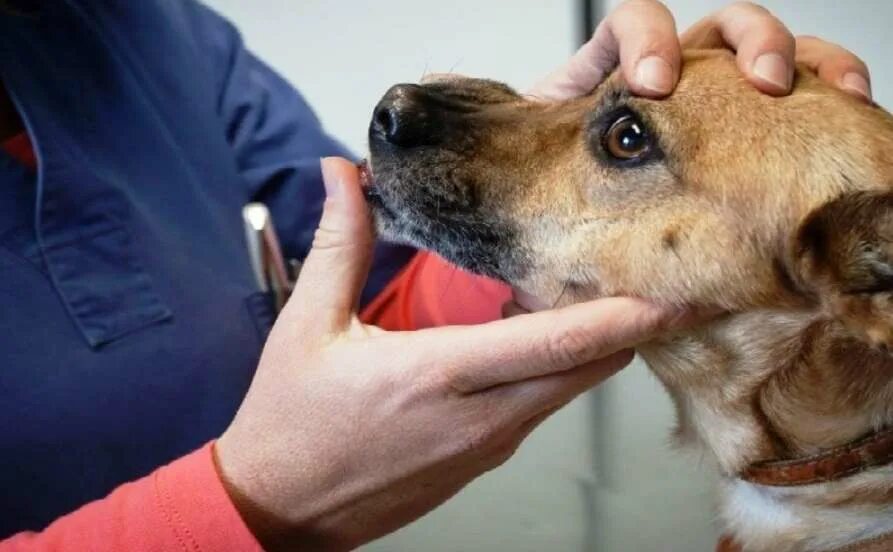 Живот самоеда. Самоедство у животных. Неврология в ветеринарии. Голова болит животные. Ротовая полость животных.