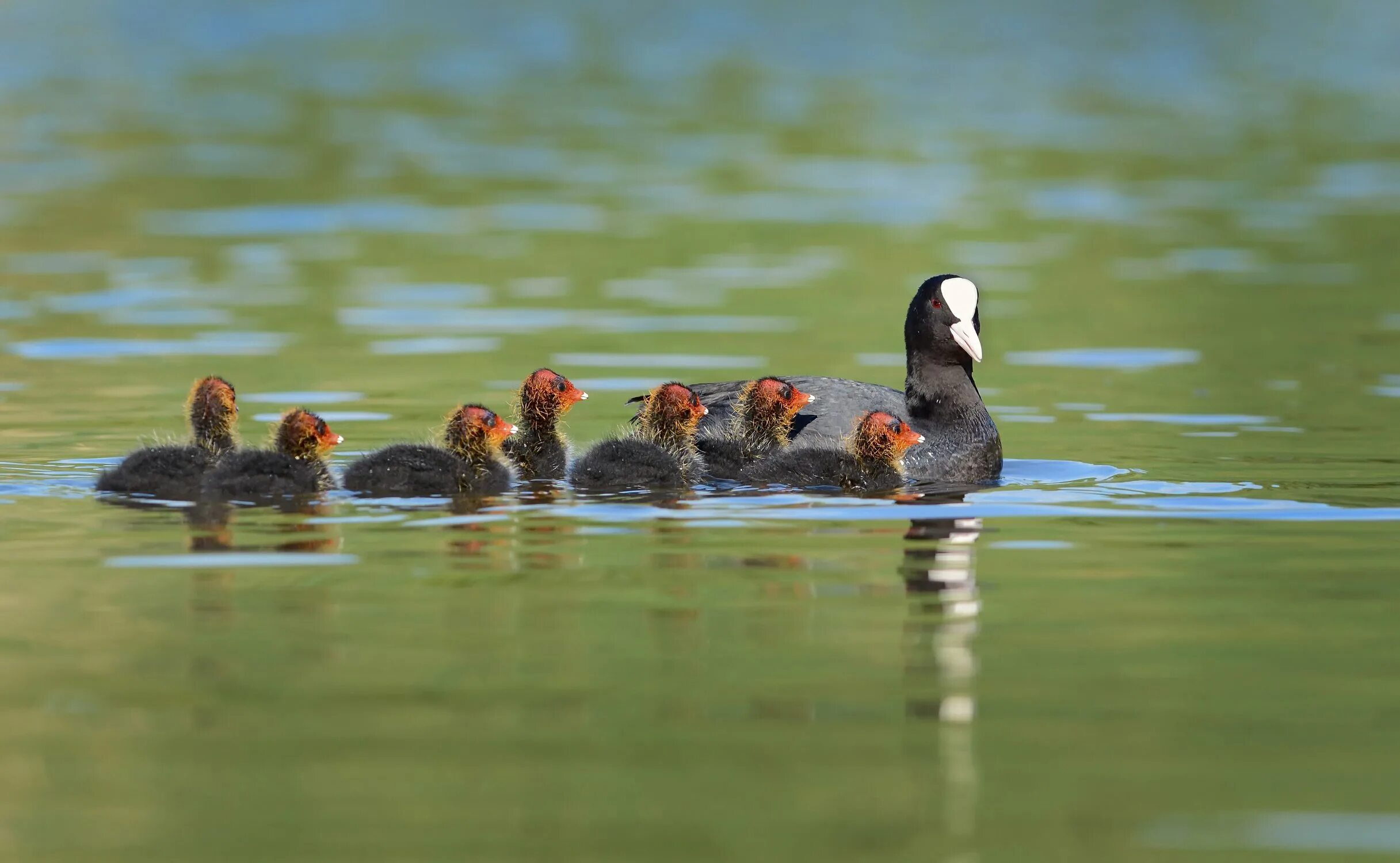 птенец гуся. утка с утятами. выводок птенцов. обыкновенная кряква птенец. гусеобразные выводковые.
