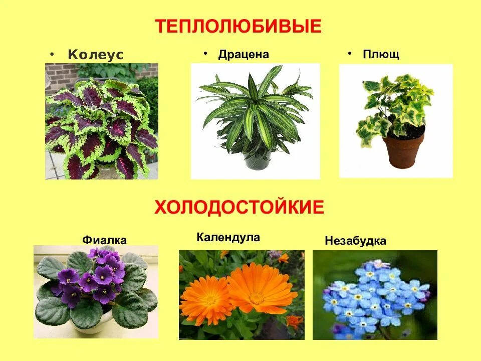 Морозоустойчивые растения. Тепло лубиаые и холодостоцкие растения. Примеры теплолюбивых растений. Теплолюбивые растения и холодостойкие растения. Светолюбивые и теплолюбивые комнатные растения.