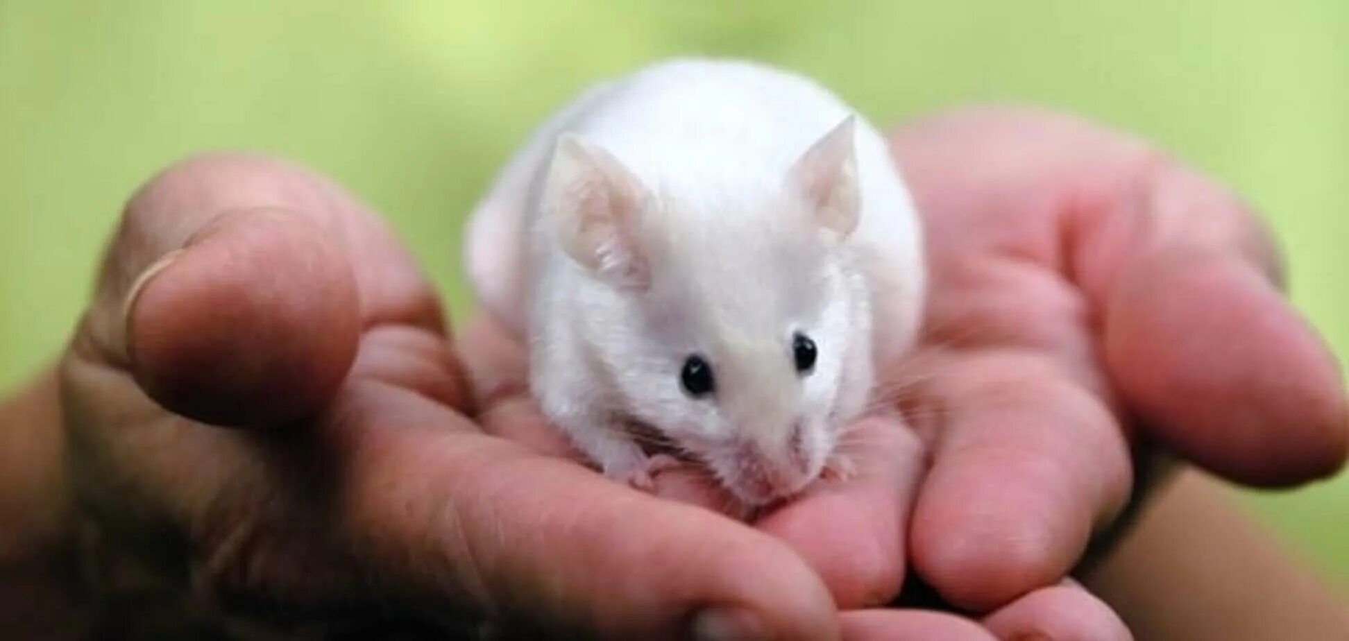 Декоративные мыши. Сатиновая мышь. Японская карликовая мышь. Японская карликовая мышь белая.