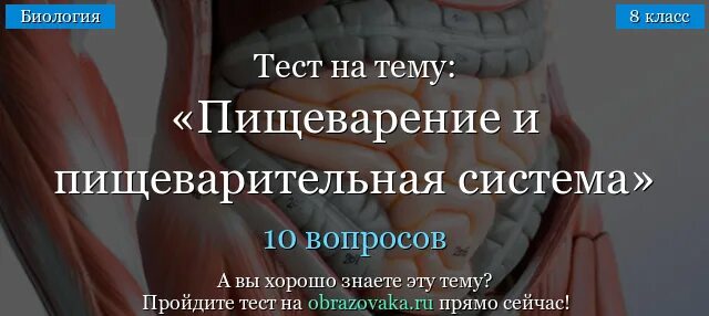 Биология пищеварительная система 8 класс проверочная работа. Пищеварение тест 8 класс биология. Тест биология 8 пищеварительная система. Тест по биологии 8 класс пищеварительная система. Биология 8 класс тест пищеварительная система.