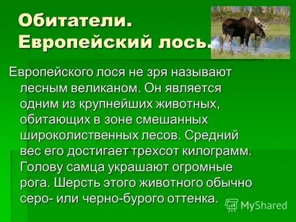Какое животное является лесным исполином