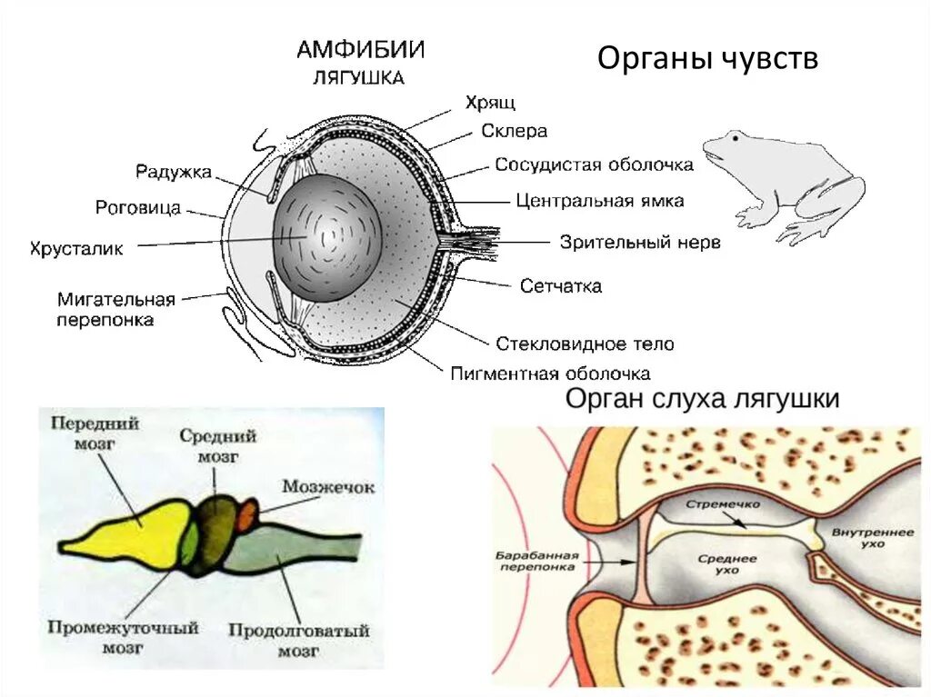 Строение органов чувств земноводных. Органы чувств амфибий кратко. Органы чувств земноводных лягушек. Строение органа слуха земноводных.