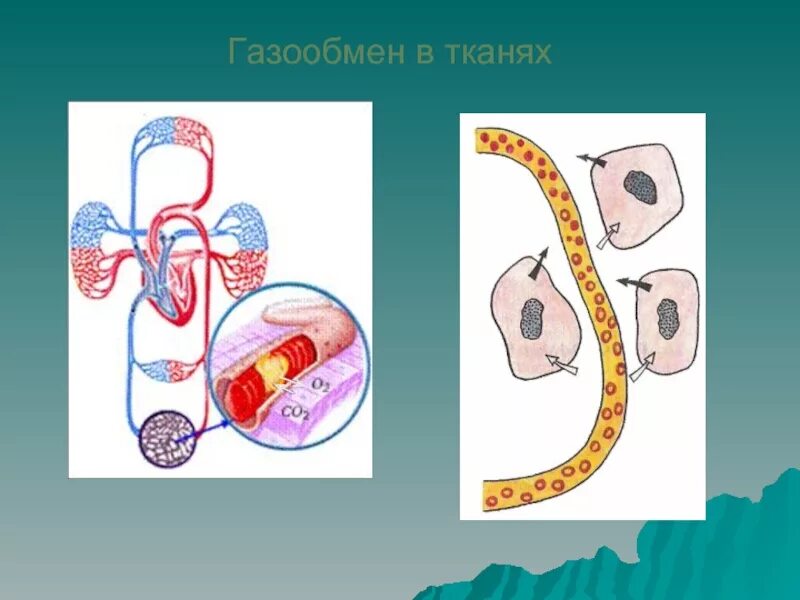 Газообмен в тканях. Тканевый газообмен. Газообмен в клетках. Газообмен в мышцах