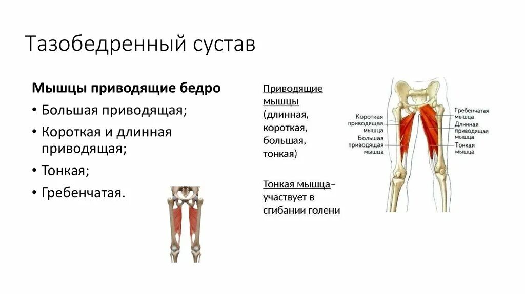 Приводящие мышцы тазобедренного сустава. Строение мышц тазобедренного сустава. Анатомия мышц области тазобедренного сустава. Тазобедренный сустав функции таблица. Функции движения суставов
