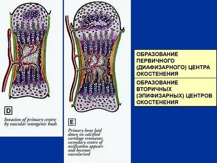 Вторичный центр
