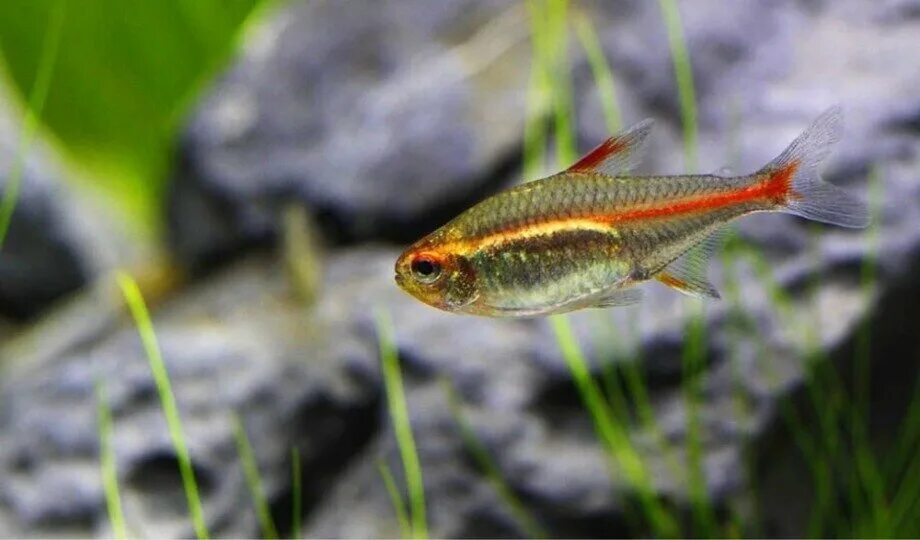 Эритрозонус (тетра пылающая). Рыба светлячок эритрозонус. Тетра светлячок аквариумная рыбка. Рыбка светлячок. Рыбка светлячок.