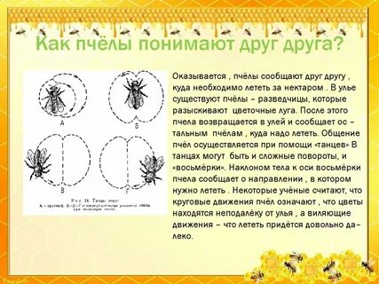 Как понять пчел