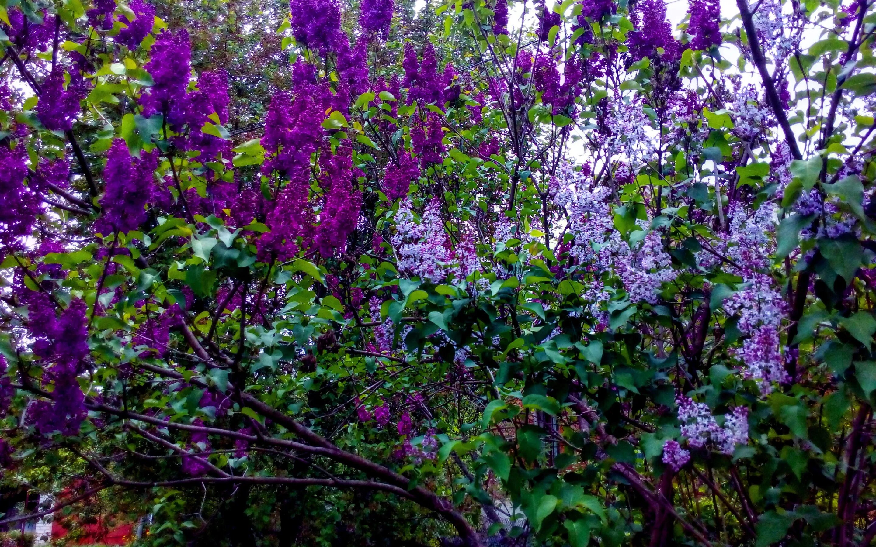 Куст с лиловыми цветками. Сирень дерево. сирень кустарник. айва куст сиреневый.