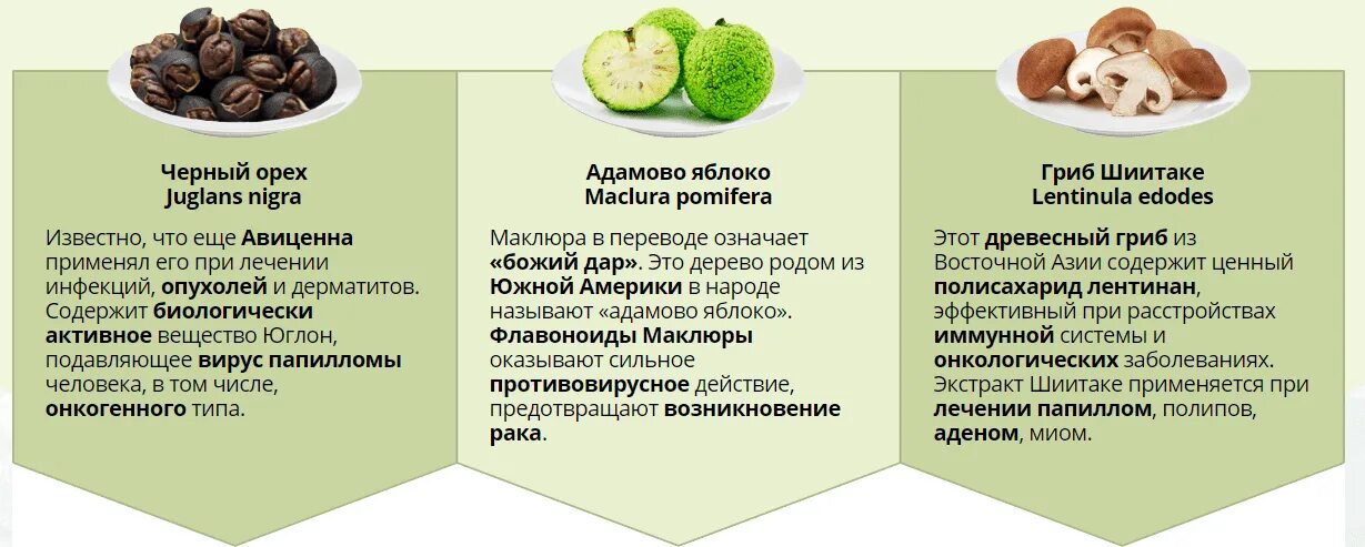 Адамово яблоко рецепт настойки. Маклюра адамово яблоко для суставов. Адамова яблока для суставов. Лечебные свойства Адамова яблока рецепт настойки. Настой из маклюры адамово яблоко.