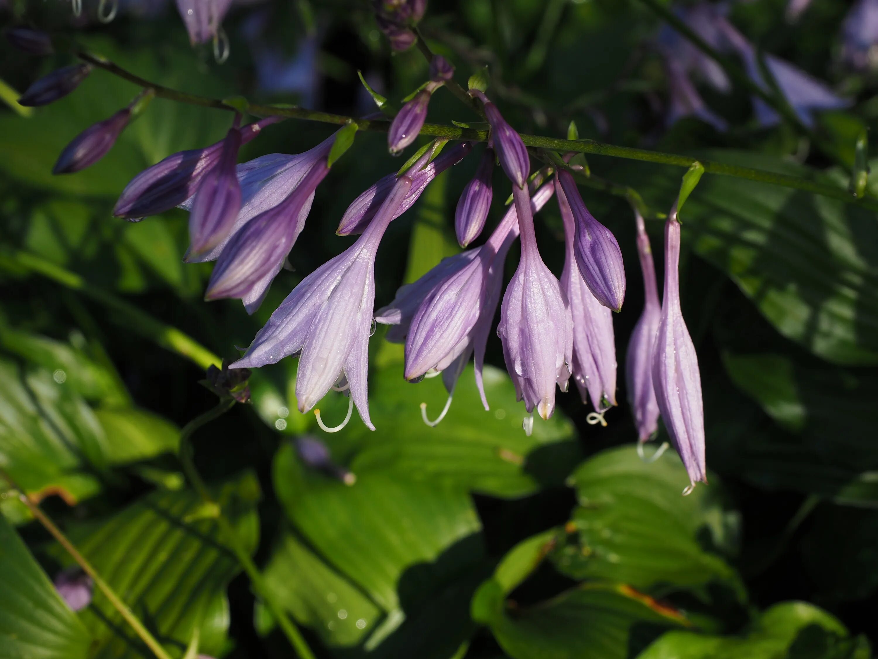 Лилия колокольчиком. Хоста ланцетолистная. Ландыши и Хоста. Plantain Lily. Хоста Пурпл Харт.