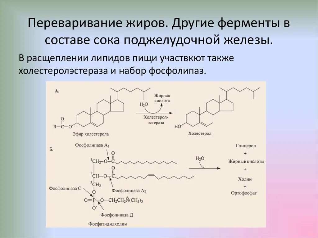 Ферменты переваривающие нейтральные жиры. Переваривание липидов фосфолипаза а2. Ферменты переваривания фосфолипидов. Переваривание липидов биохимия. Какой фермент способен расщеплять пептиды