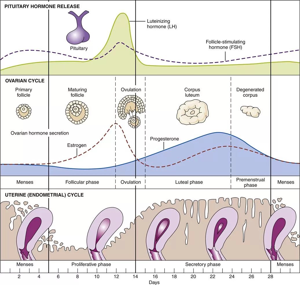 Менструальный цикл. Схема менструационного цикла с фазами и гормонами. Менструальный цикл температура. Менструальный цикл анатомия.