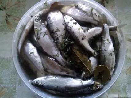 Засолка рыбы в рассоле
