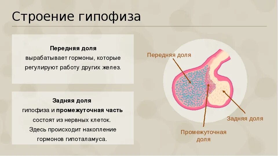 Место гипофиза. Анатомические структуры передней доли гипофиза. Гипофиз строение , гормоны передней доли гипофиза.