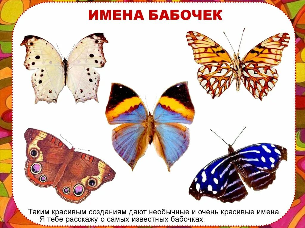 Какие имена бабочек. Бабочки с названиями для детей. Имена бабочек. Бабочки картинки для детей с названиями. Имена для бабочек красивые.