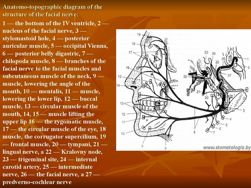 Карта лицевых нервов. Ветви лицевого нерва схема. Лицевой нерв анатомия схема ветви. Топография ветвей лицевого нерва. Ветви лицевого нерва на лице схема.