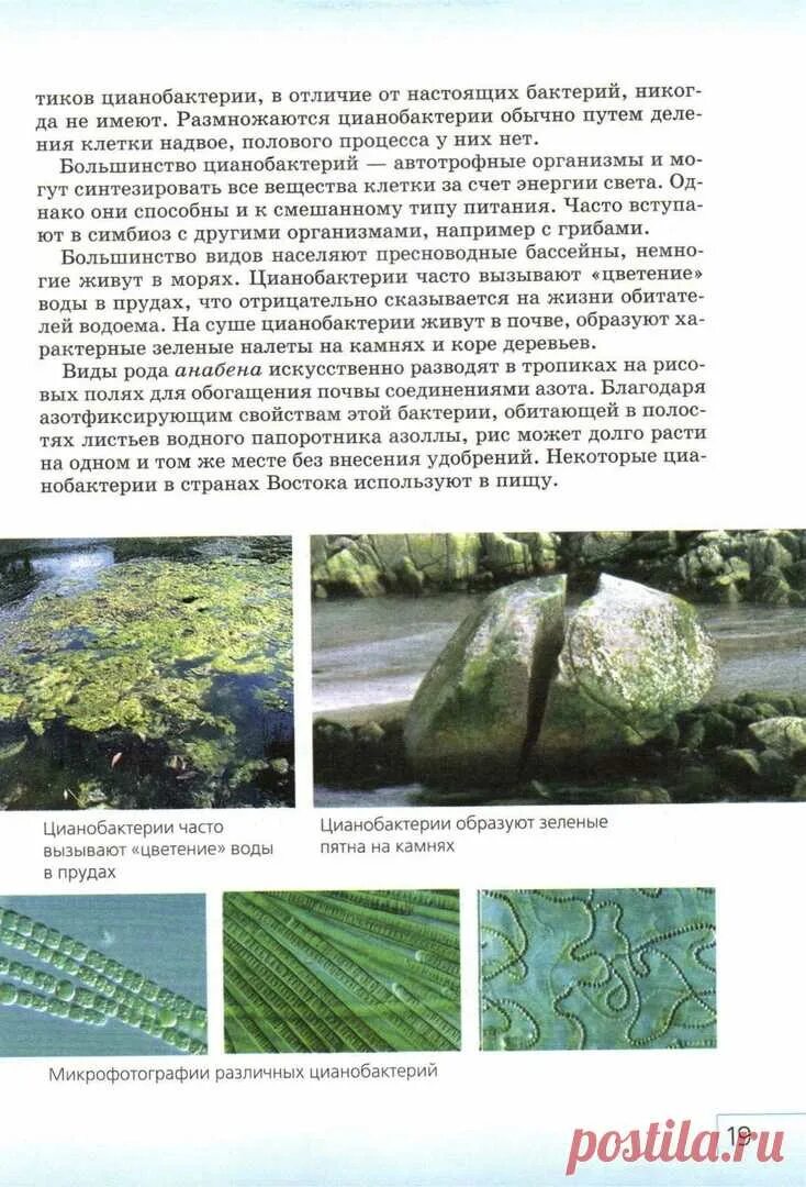 Цианобактерии это автотрофы. Азотфиксирующие цианобактерии. Цианобактерии гетеротрофы. Цианобактерии хлорофилл. Цианобактерии это автотрофы.