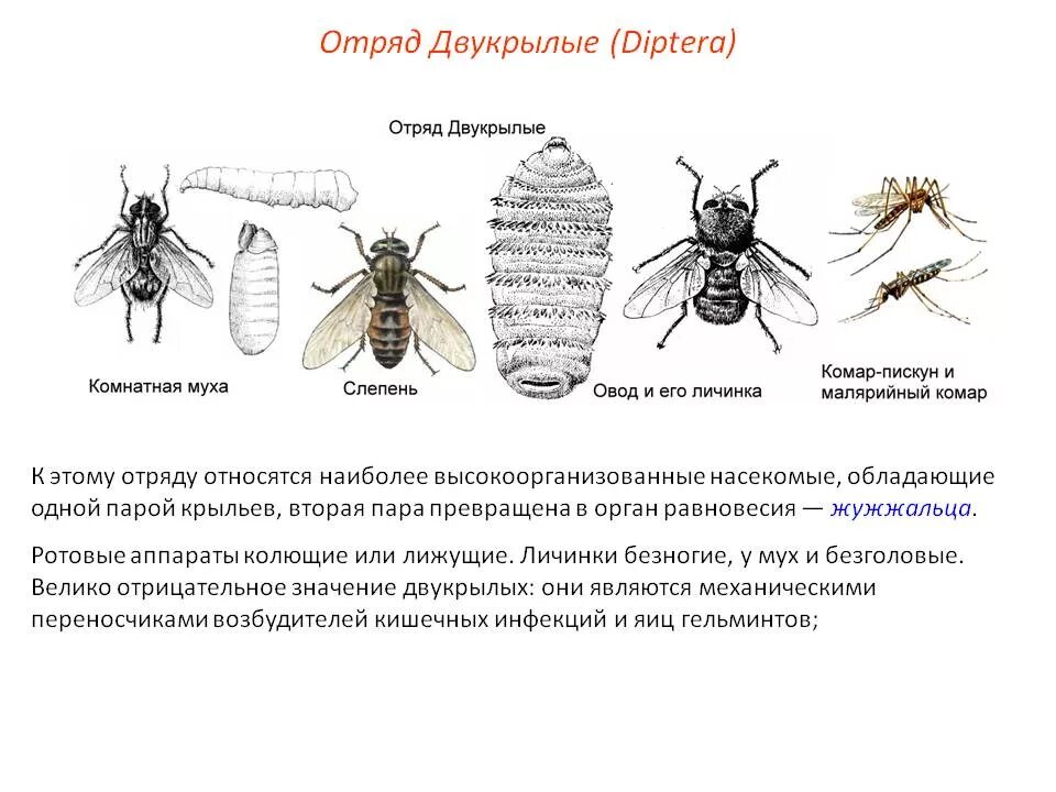 Представители двукрылых. Представители двукрылых