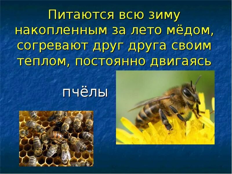 Пчела какой корень