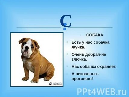 Жучка тест