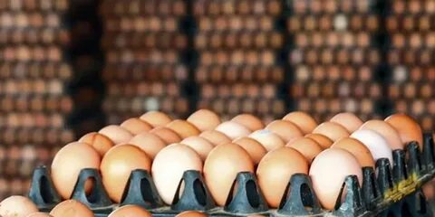 Egg farm