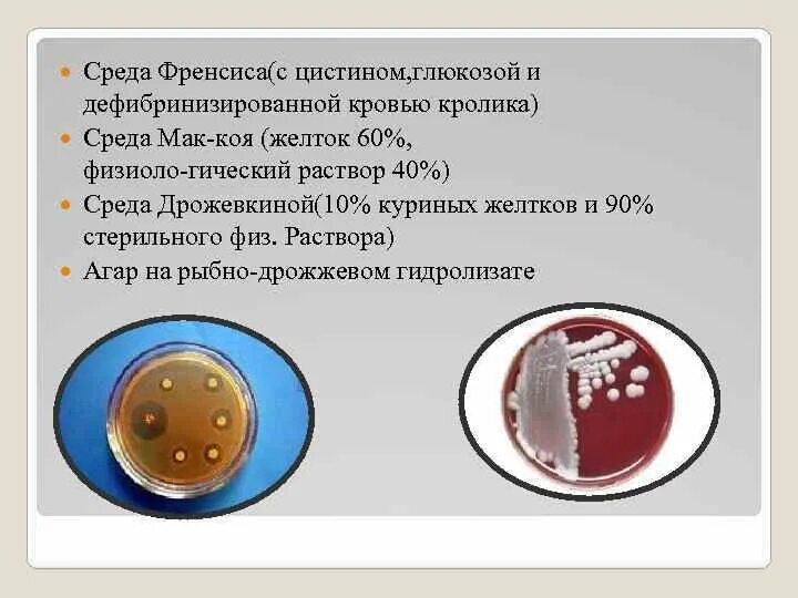 У лидии хламидии камеди. Туляремия возбудитель Francisella tularensis. Среда Мак коя туляремия. Туляремия возбудитель на среде Мак коя. Туляремия на среде Френсиса.