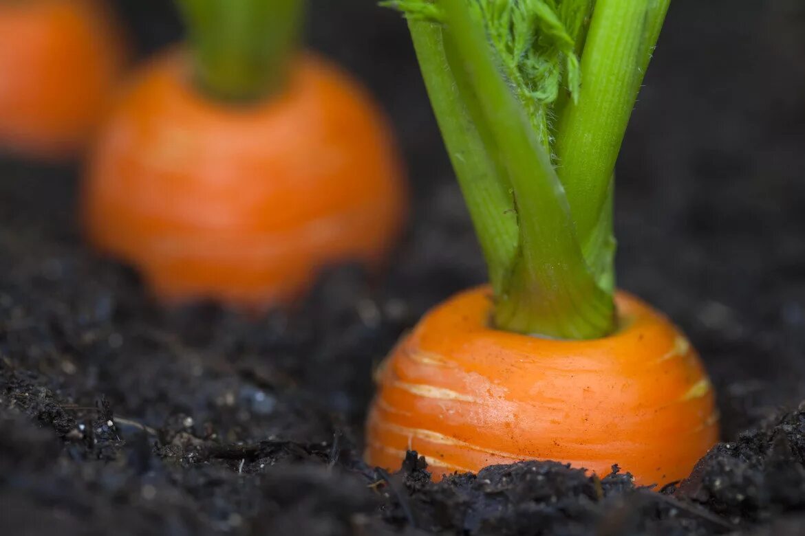 Как растет морковь. Морковь на грядке. Морковка растет. Морковь растет на грядке. Морковь в огороде.