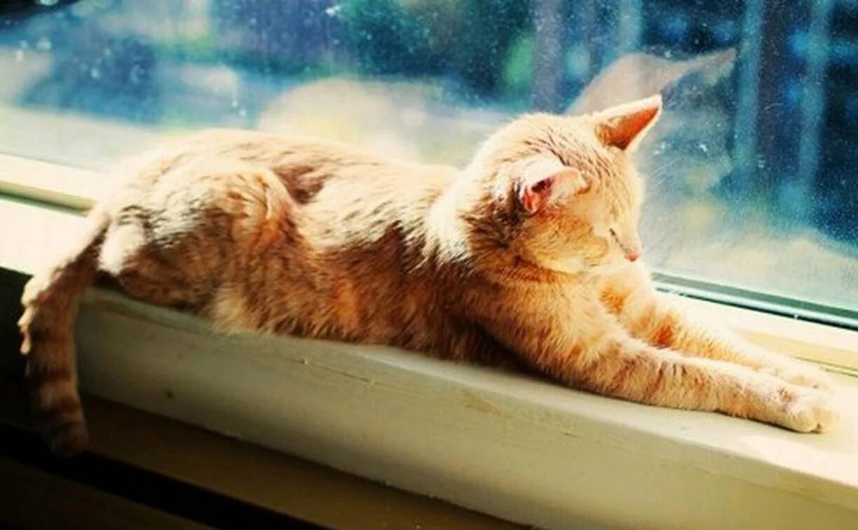 кошка лежит на солнце. котята тепло. кот в пледе. котята тепло. кот нежится на солнышке.