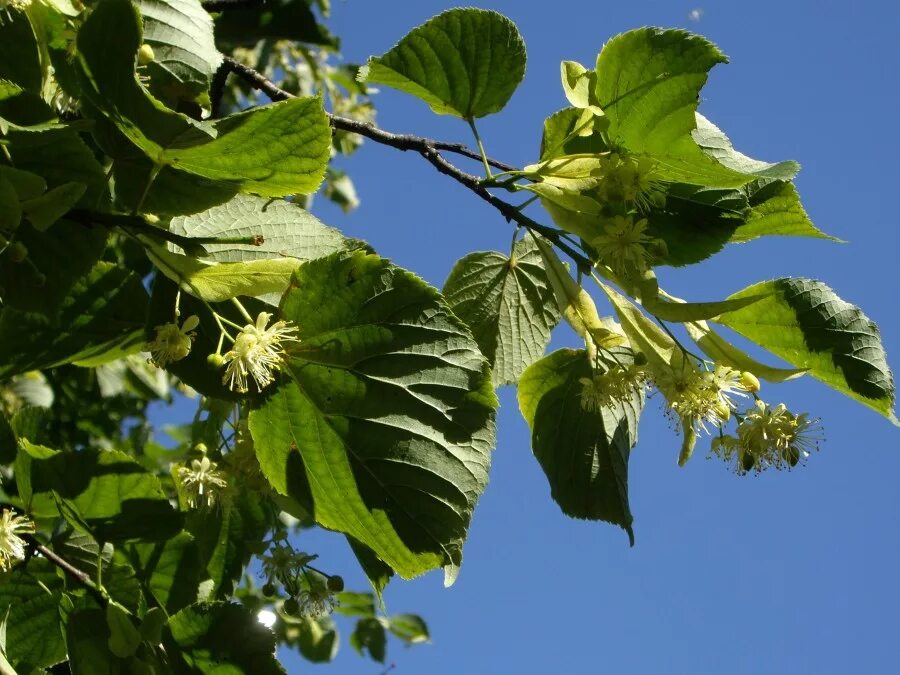 Липа древнейшая спутница города. Липа мелколистная начало цветения. Липа сердцевидная цветы начало цветения. Липа бутоны. Зацветает липа.