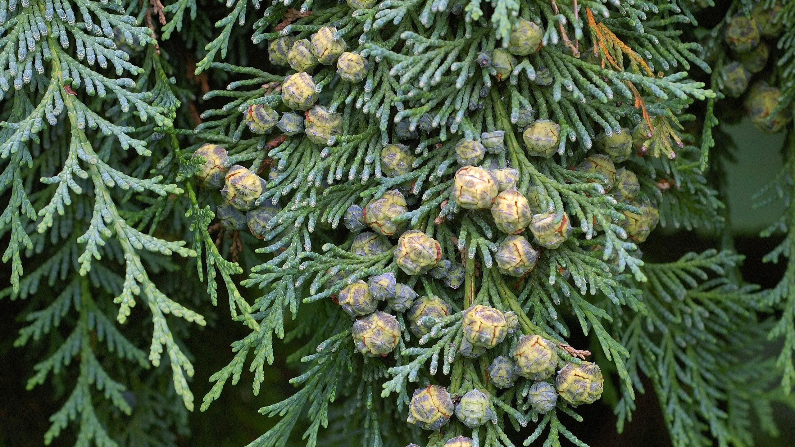 Названия хвойных. Кипарисовик Лавсона алюми. Chamaecyparis lawsoniana. Кипарисовик Лавсона - Chamaecyparis lawsoniana. Кипарисовик Лавсона шишки.