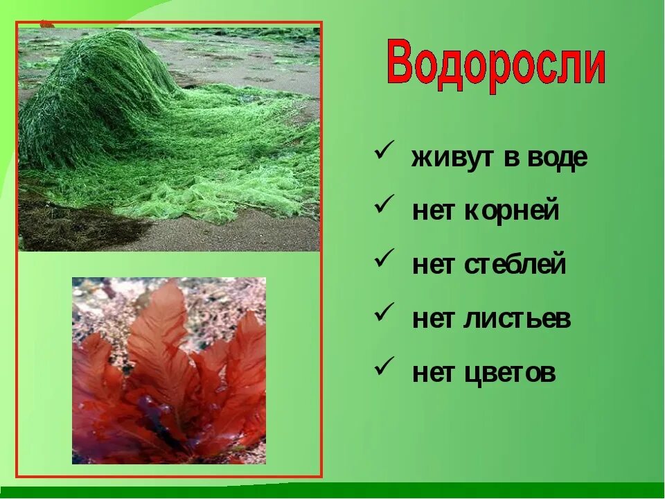 Презентация разнообразие растений 3 класс окружающий мир школа россии - Basanova