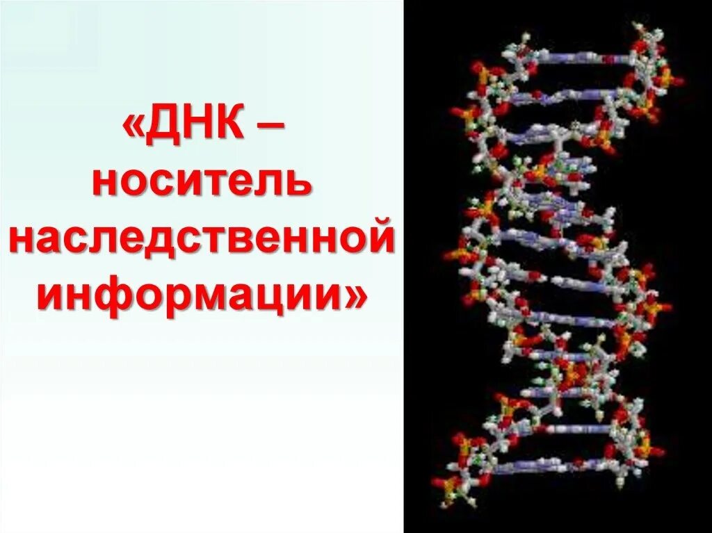 Наследственная информация представлена. Наследственная информация. ДНК информация. ДНК И наследственная информация. ДНК носитель информации.