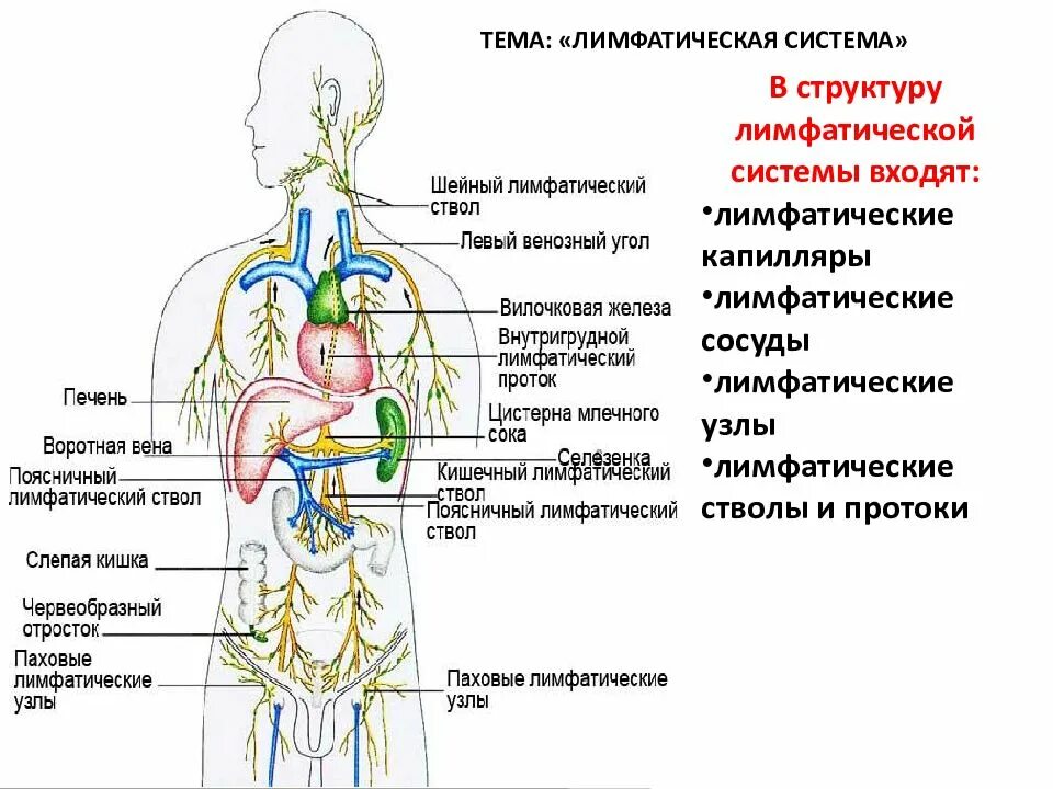 Лимфатические узлы врач какой. Лимфатические сосуды общая схема. лимфатическая система анатомия человека функции. строение лимфатической системы человека схема. лимфатическая система и лимфоидные органы анатомия.