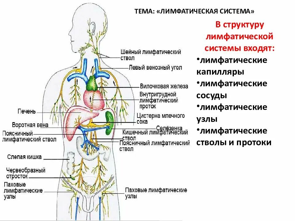 Как правильно лимфоузел. Строение лимфатической системы человека схема. Строение лимфатической системы и лимфатического узла. Лимфатические капилляры сосуды узлы. Лимфатическая система человека рис 61.