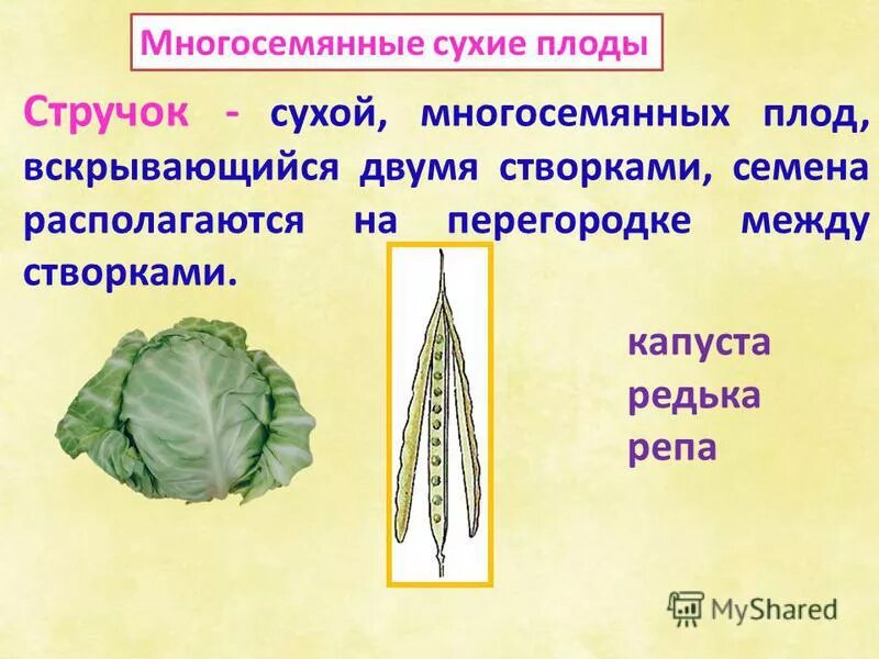 выбери сухой многосемянный плод