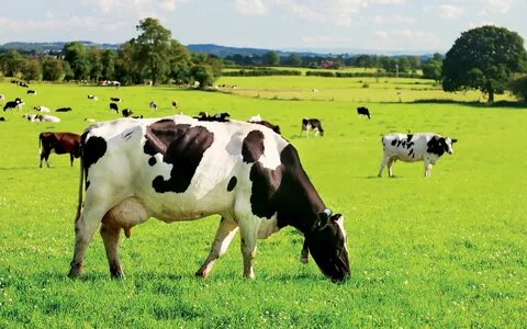 Травосмесь для пастбищ