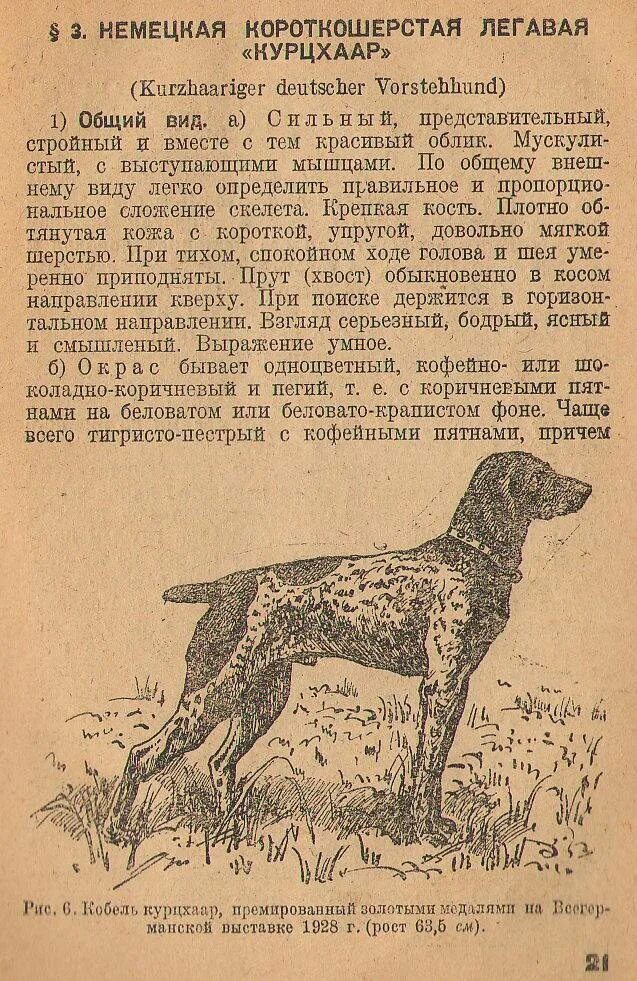 Курцхаар стандарт породы. Вес дратхаара по месяцам. Рост щенка дратхаара по месяцам. Вес щенков курцхаара. Рассмотрите фотографию собаки породы немецкий дратхаар