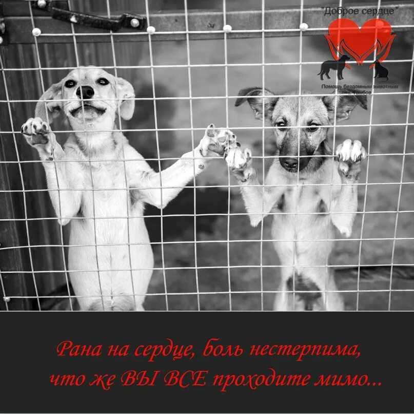 Оно доброе сердце кизел. День города кизел 2019. От доброго сердца животным. Фонд доброе сердце. Реклама доброе сердце к животным.