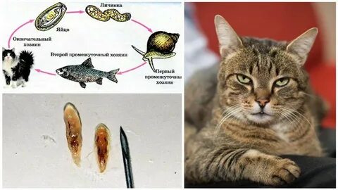 Личинка коте