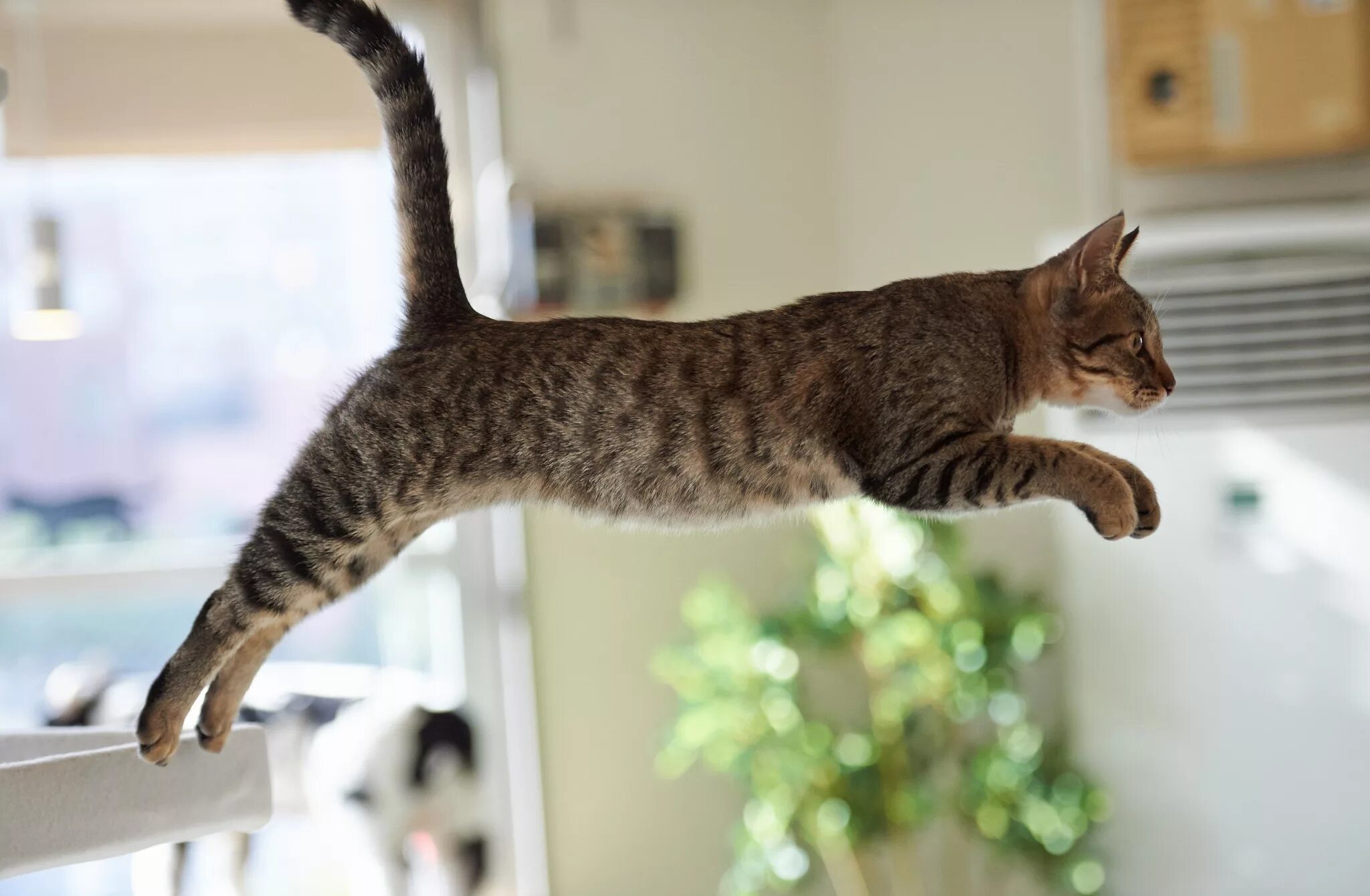 Кошка позирует. Уличные кошки. Аравийский мау рыжий. Boosty cat. Серая пушистая кошка.