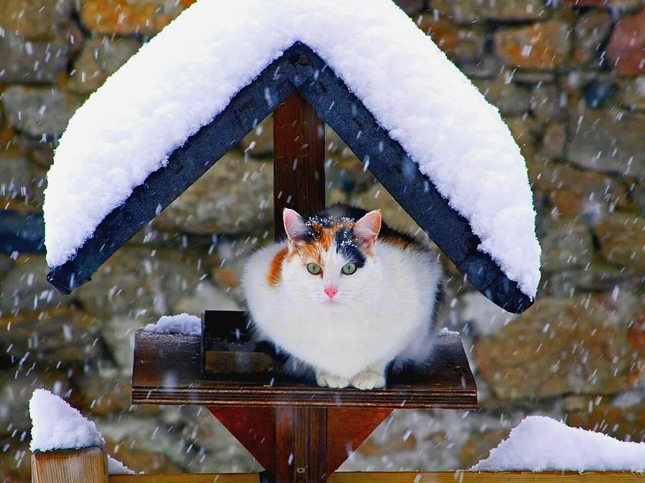 Зимние котики. Кот в снегу. Кот снежок. Котята зимой.
