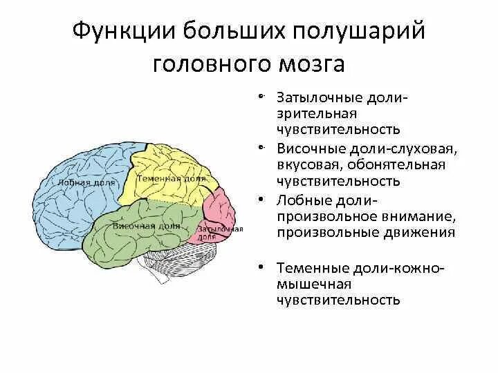 Затылочная область коры головного мозга. Функции отделов больших полушарий. Головной мозг отделы и функции большие полушария. Функции отделов головного мозга большого полушария. Функции коры больших полушарий головного мозга таблица.